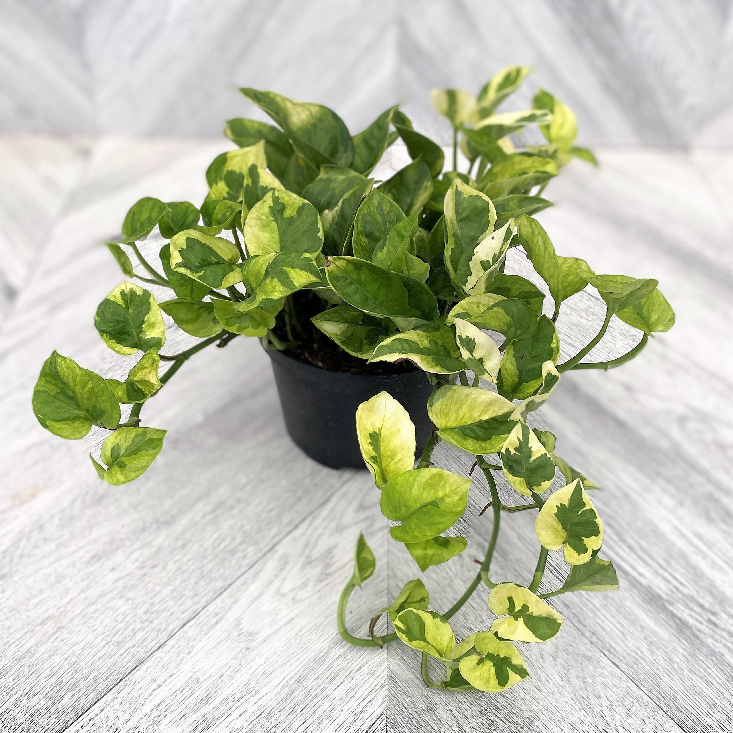 pothos lemon meringue