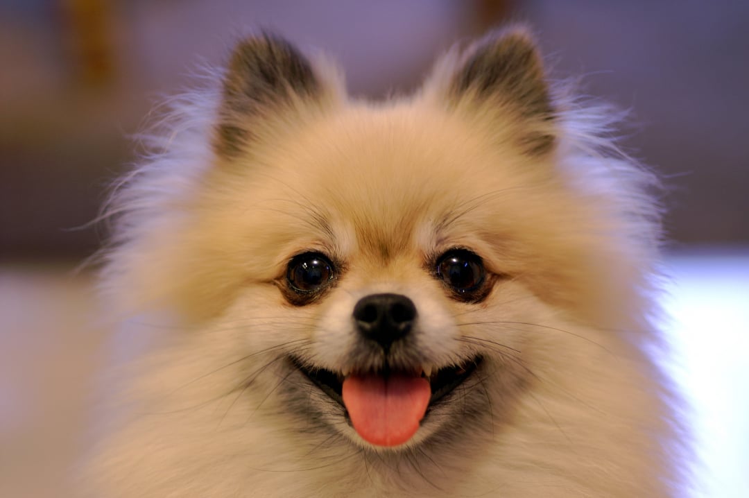 pomeranian puppies for sale in louisiana