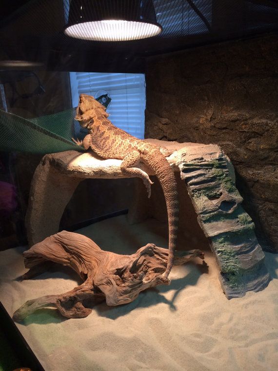 bearded dragon hide ideas