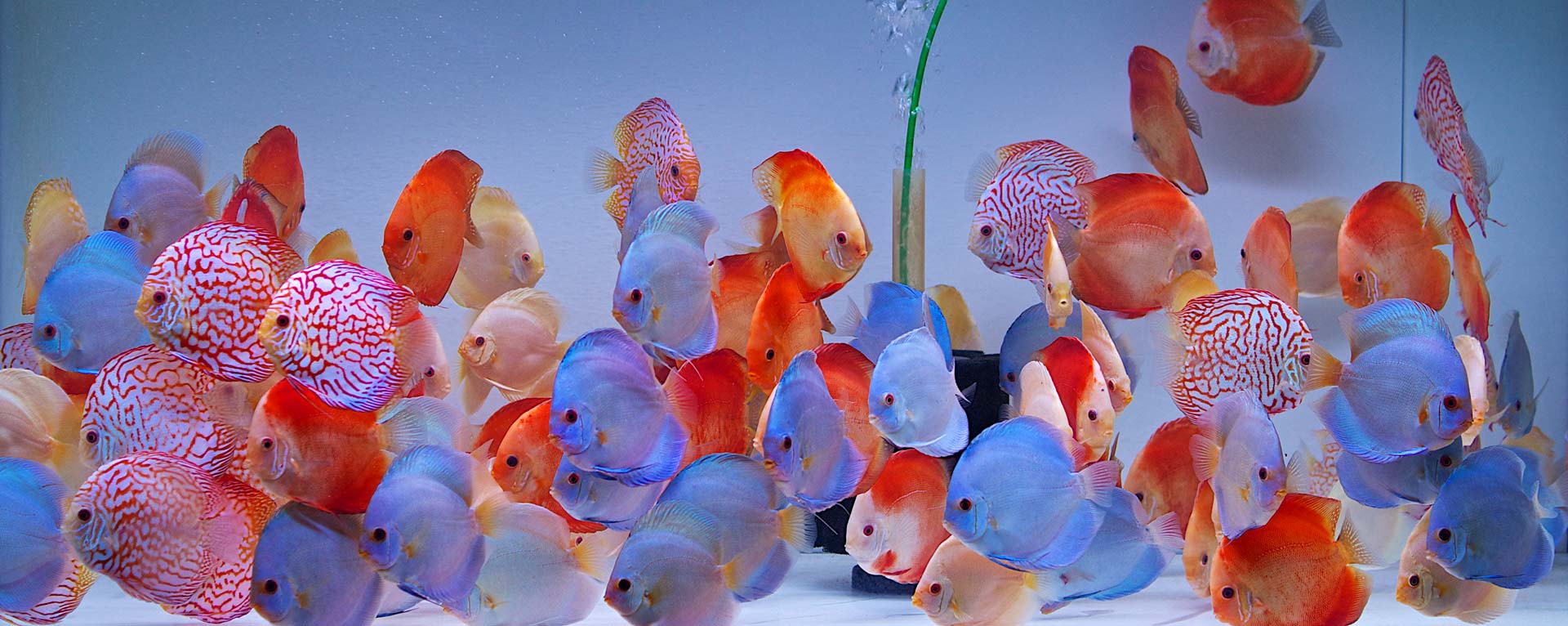 best place to buy discus fish online