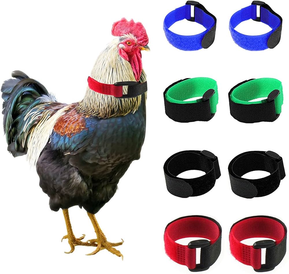 cockerel collar