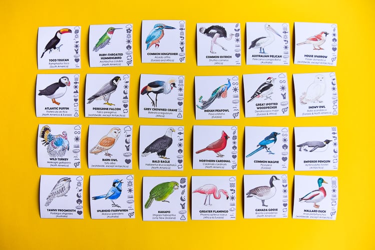 bird guessing game