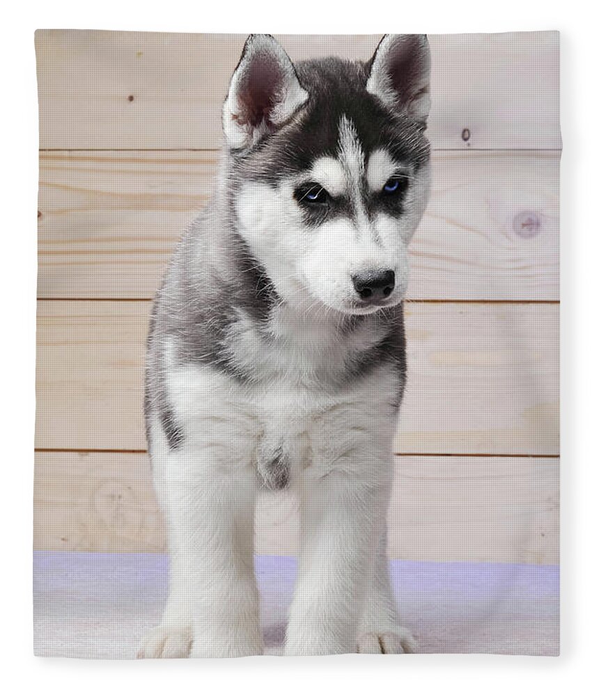 black and white husky puppy