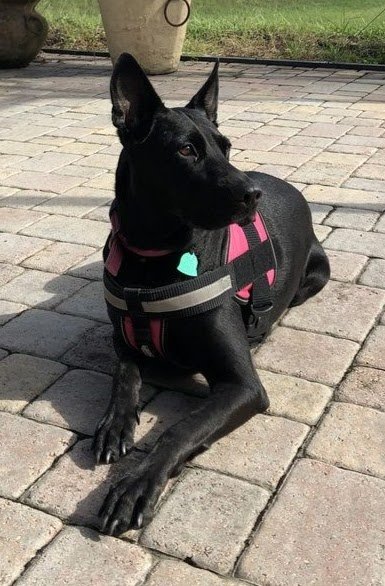 black lab and shepherd mix