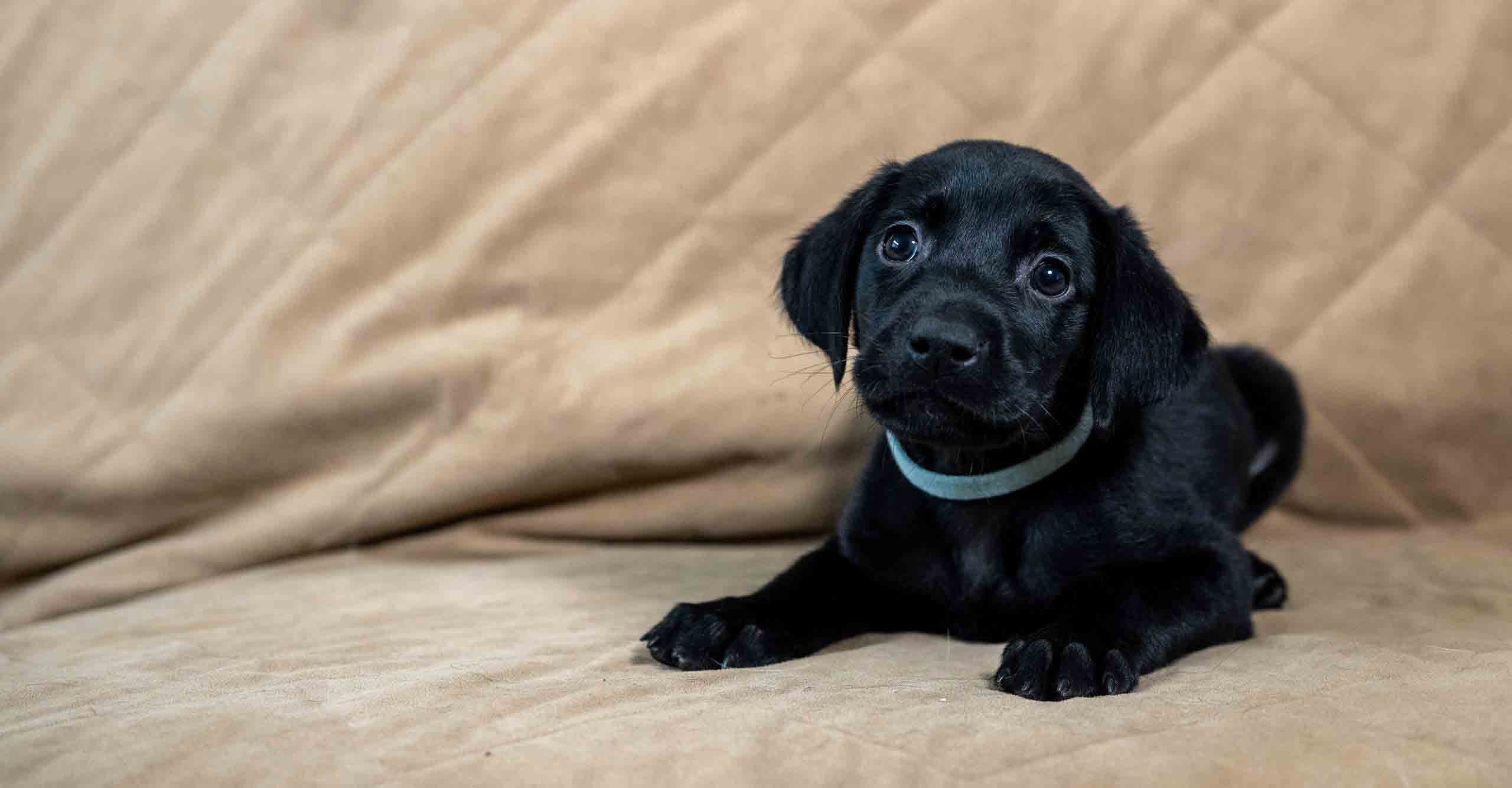 black labrador puppies for sale