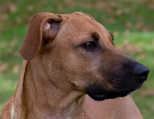 black mouth cur precio