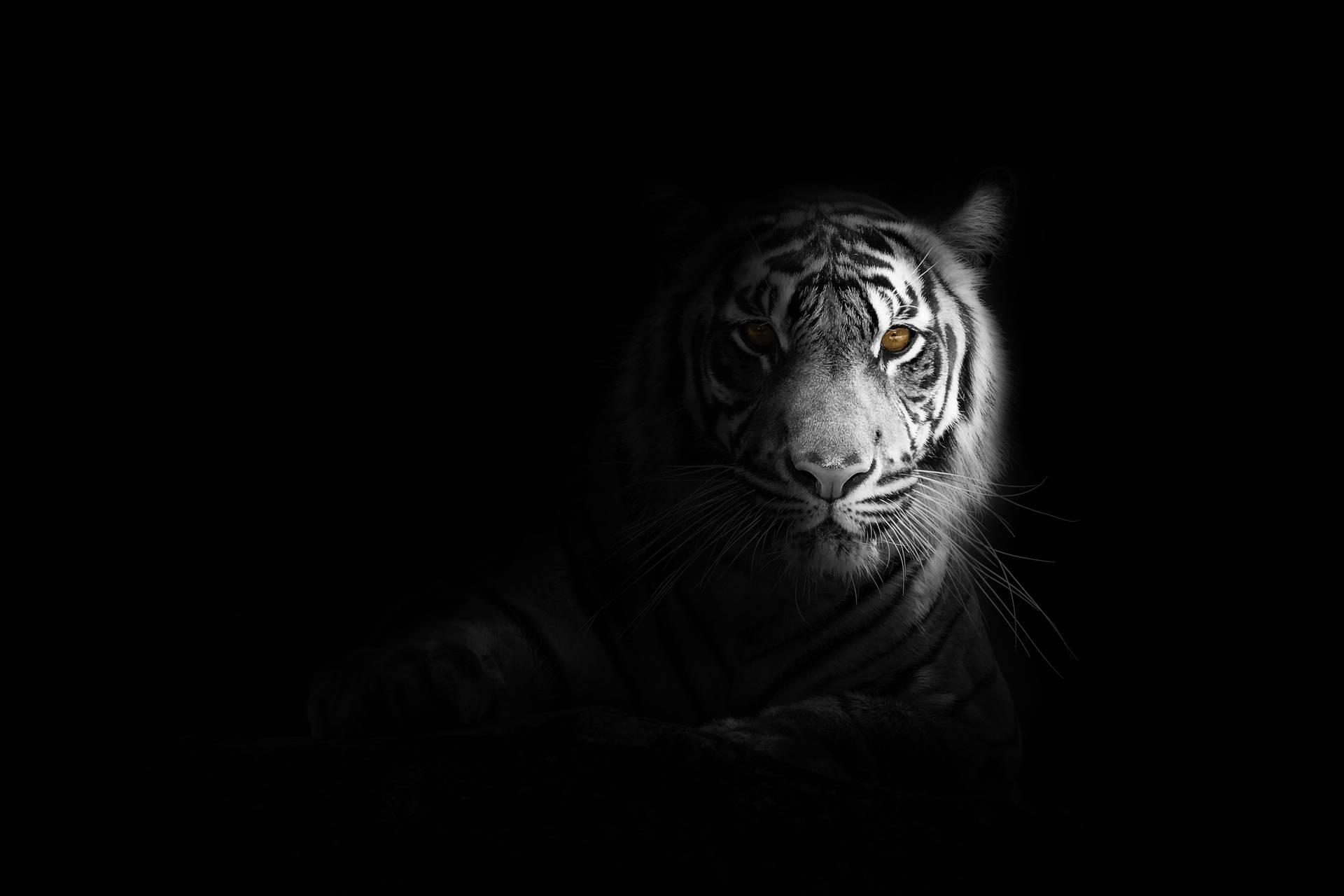 black tiger wallpaper 4k