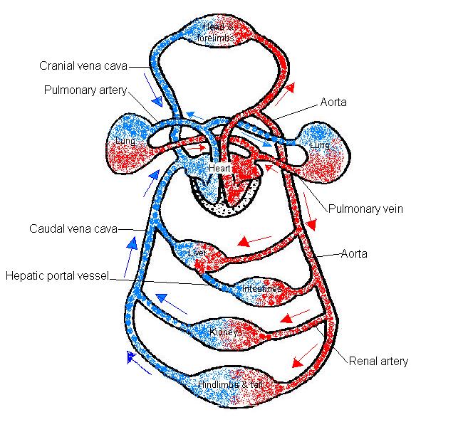 blood flow worksheet answer key