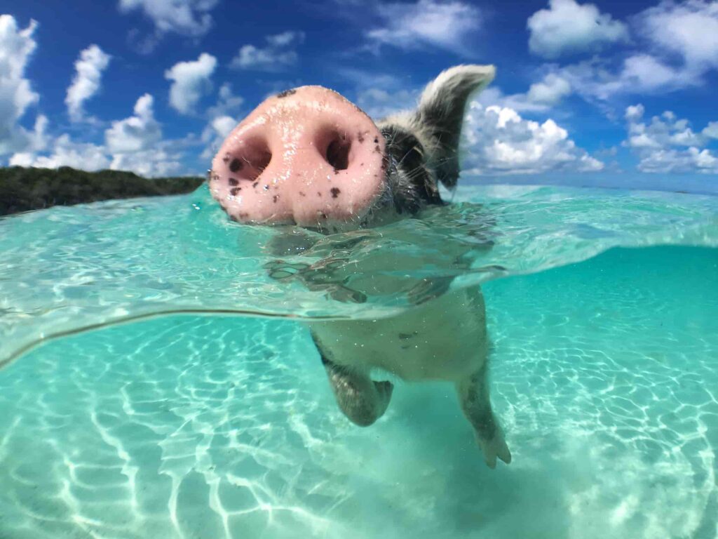 bora bora pigs