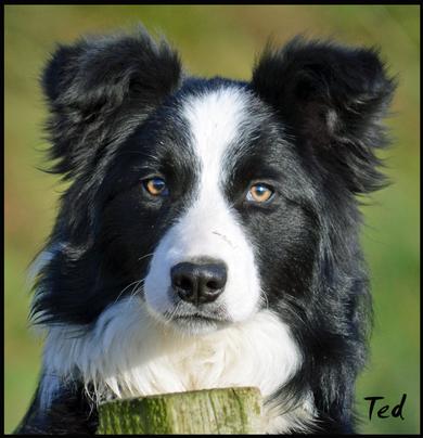 border collie puppies for sale scotland