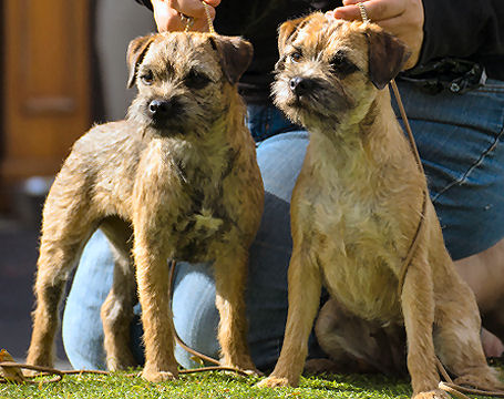 border terrier breeders