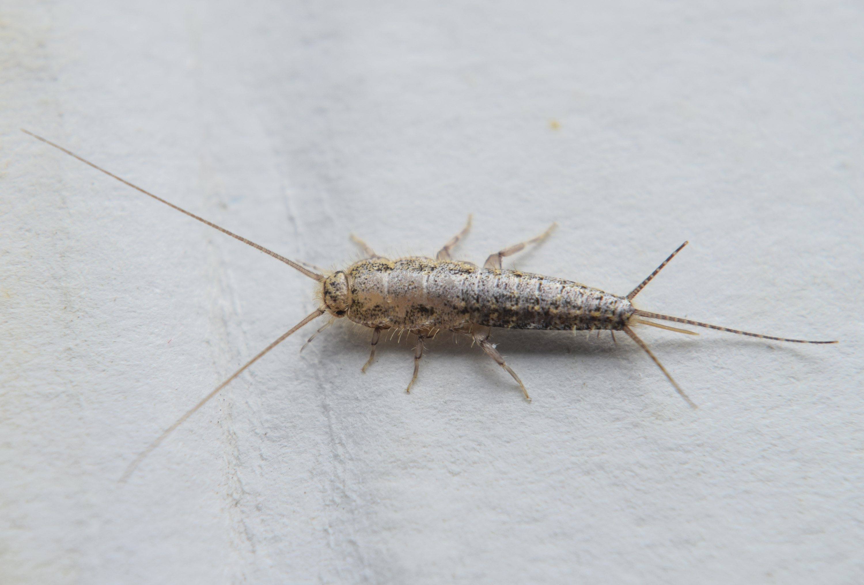 boric acid silverfish