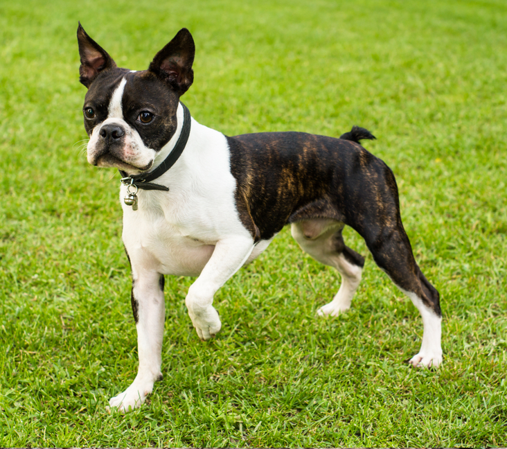 boston terrier puppies for sale near me