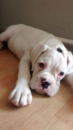 boxer blanco albino