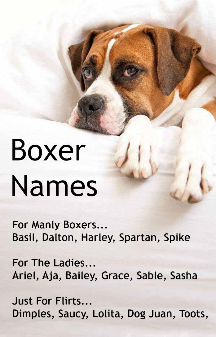 boxing dog names