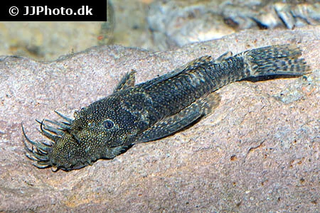 bristlenose pleco profile