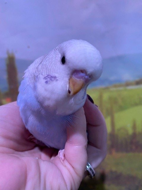 budgies for sale near me