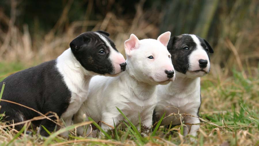 bulldog terrier puppy