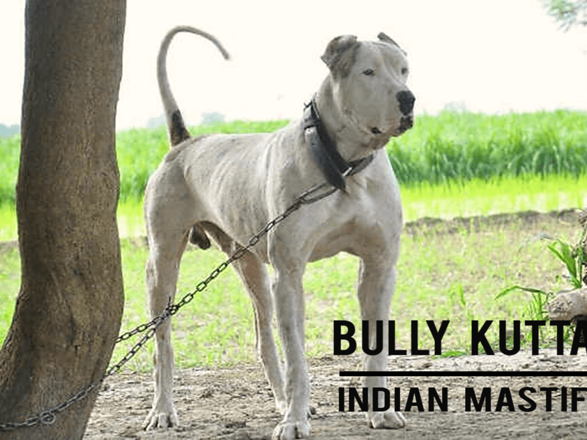 bully kutta height