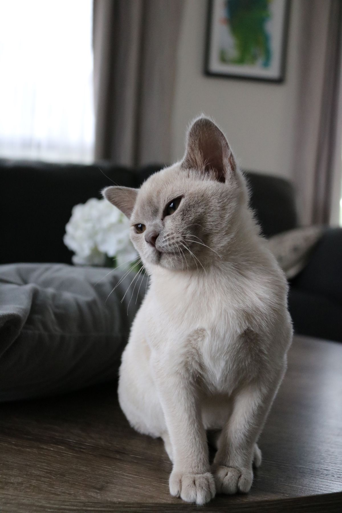 burmese cat for sale