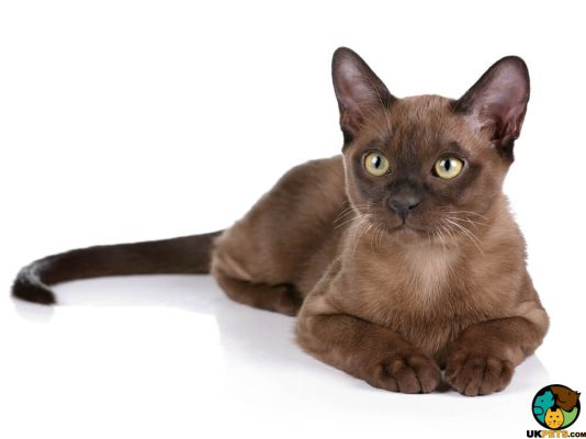 burmese cats for sale uk