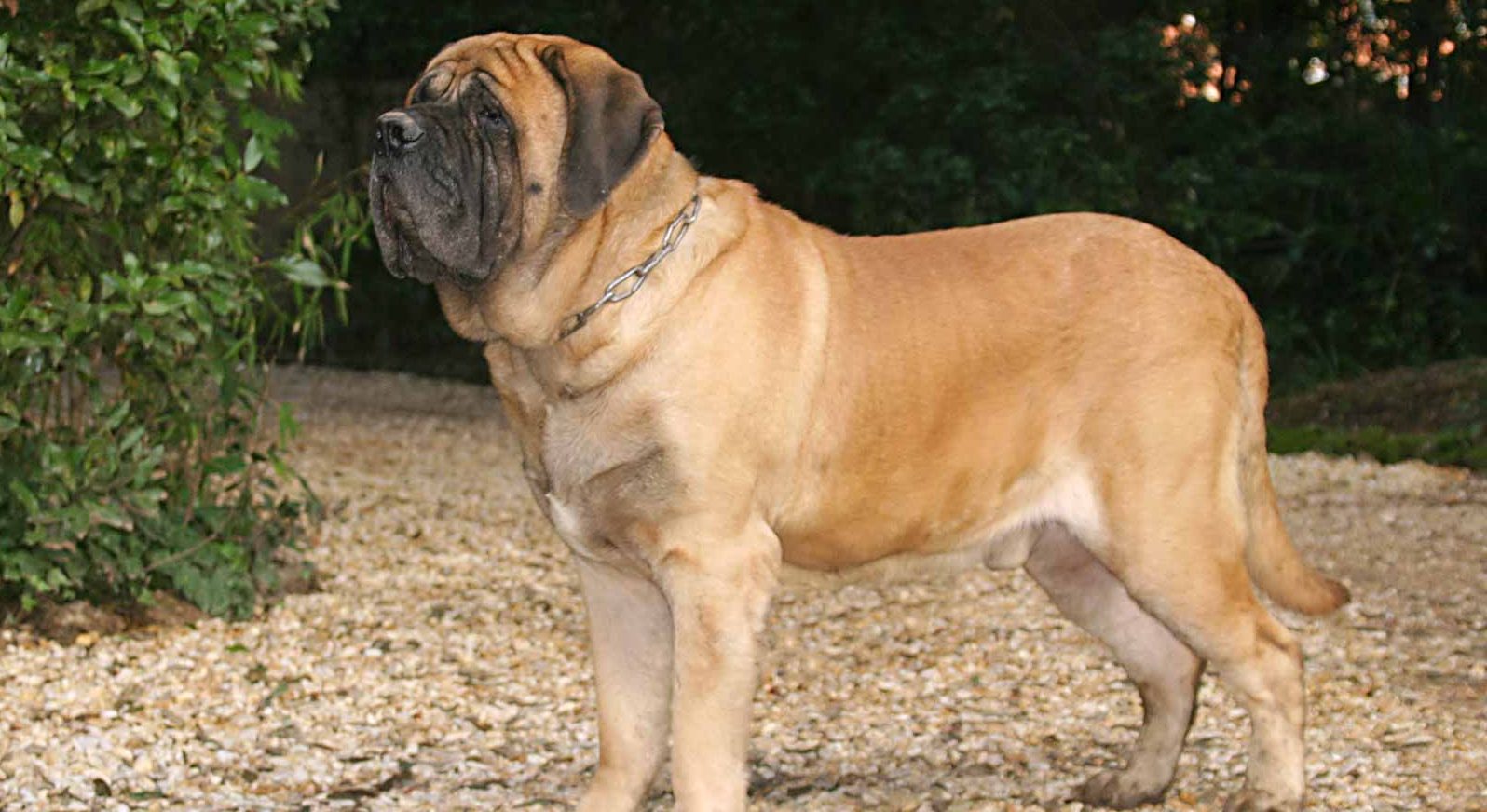 buy or adopt english mastiff