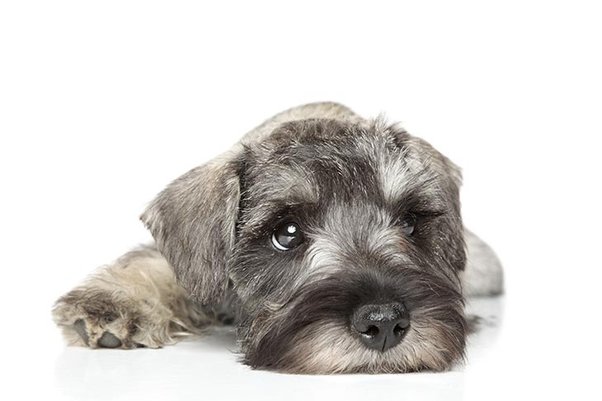 buying a schnauzer puppy