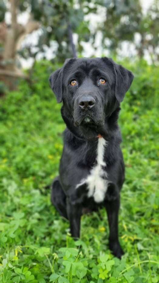 lab cross cane corso