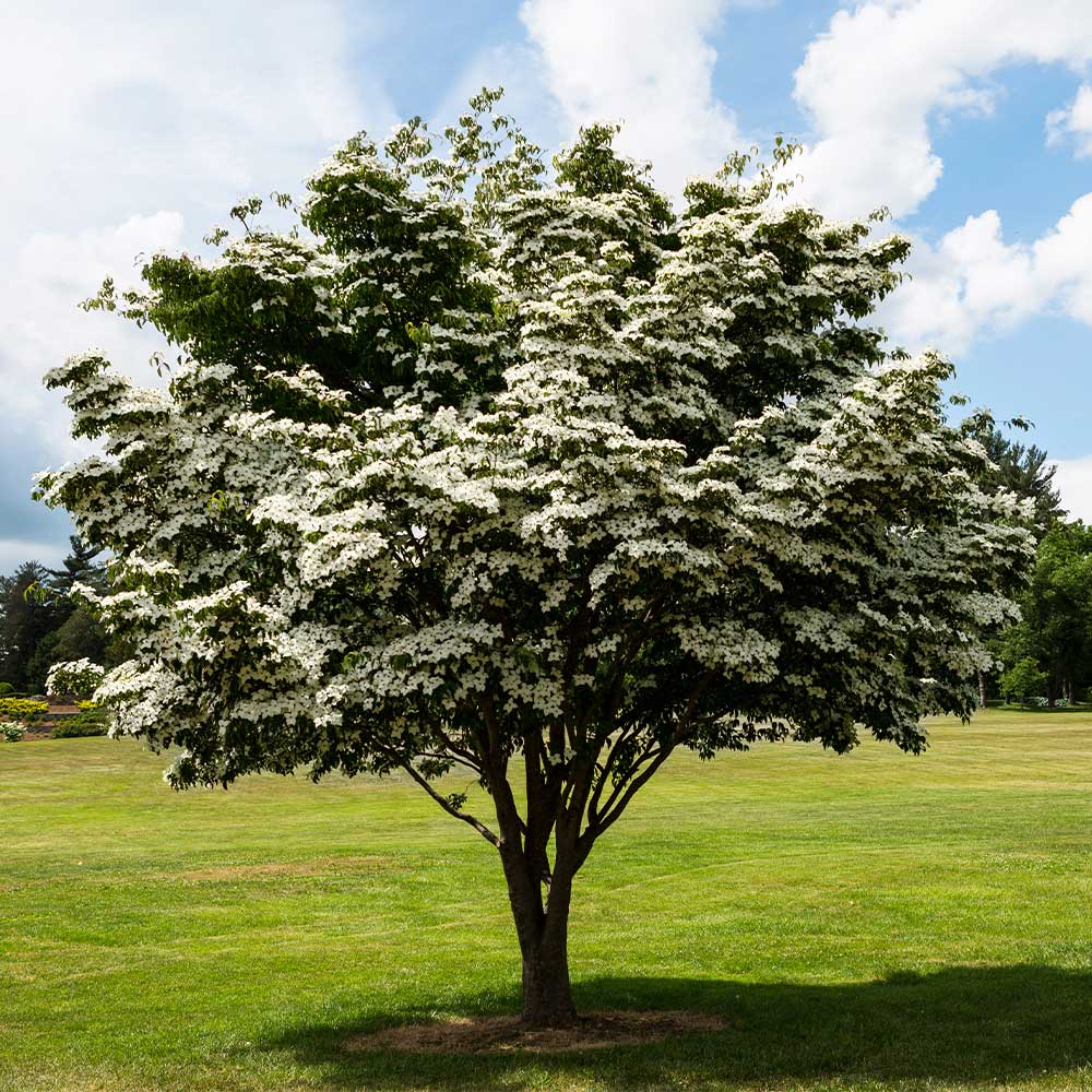 chinese kousa dogwood tree