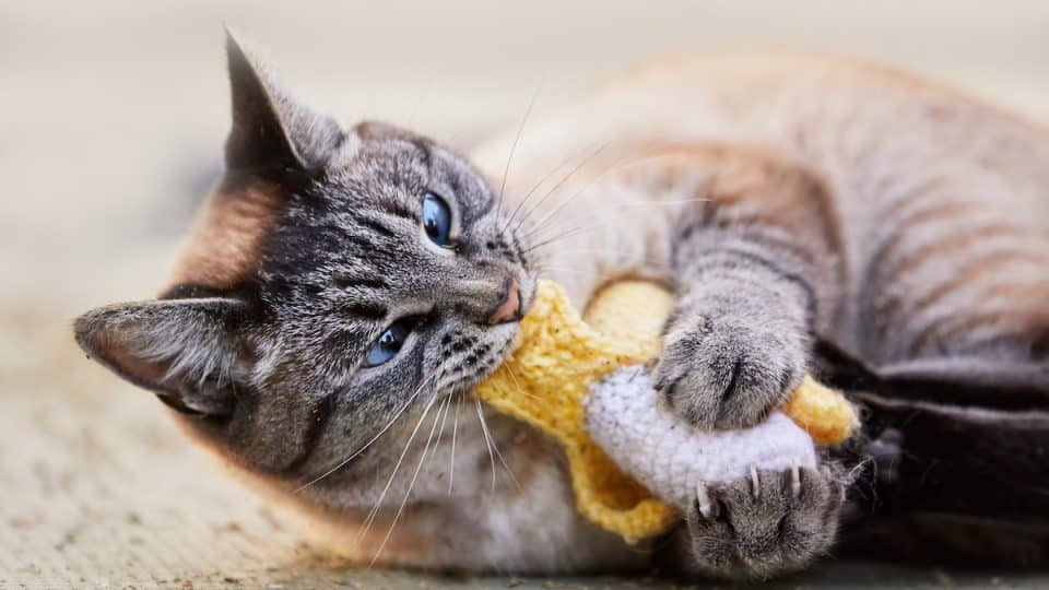 cat chew toys