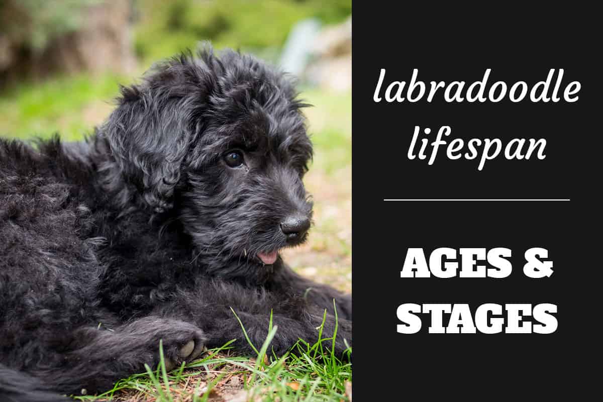 mini labradoodle lifespan