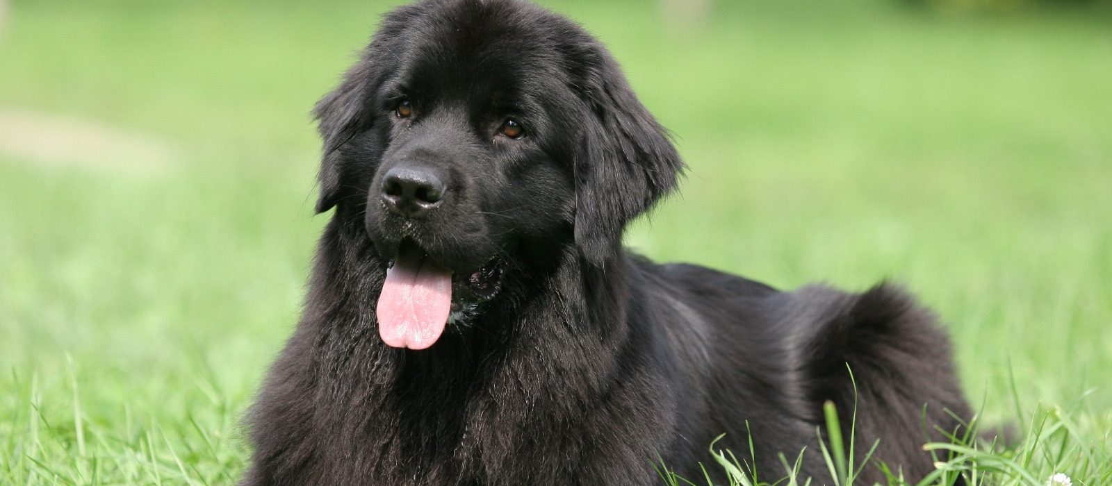 puppies for sale in newfoundland