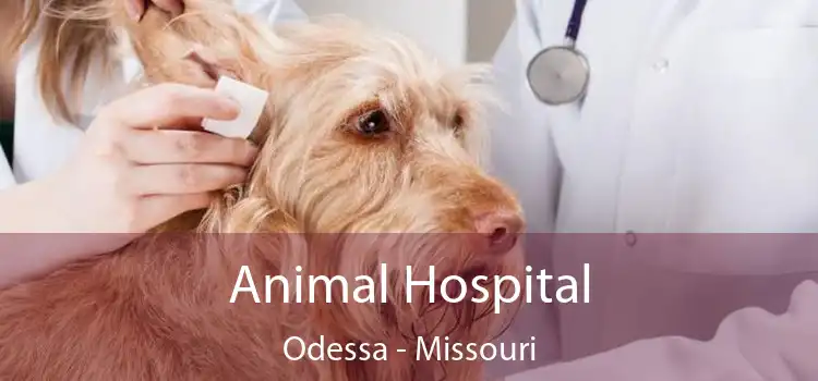 odessa animal hospital