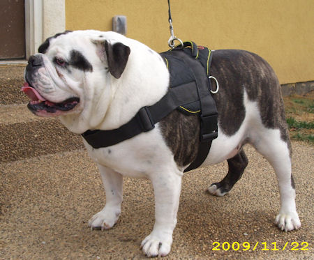 english bulldog harness