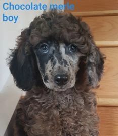 poodles for sale in kent