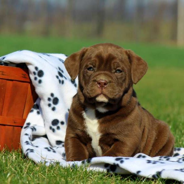 labrador bulldog mix