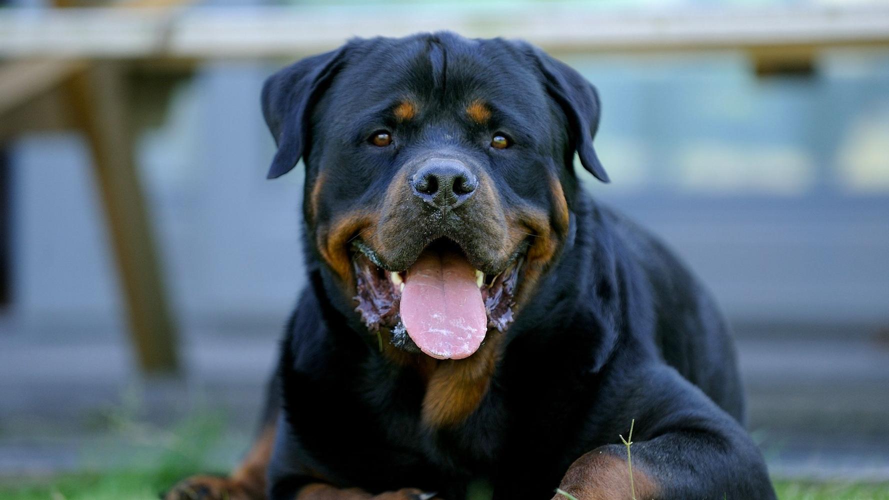 rottweiler breeders in virginia