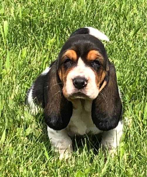 basset hound puppies alberta