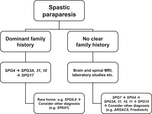 paraparesis