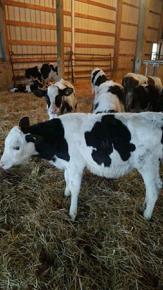 weaned calves for sale near me