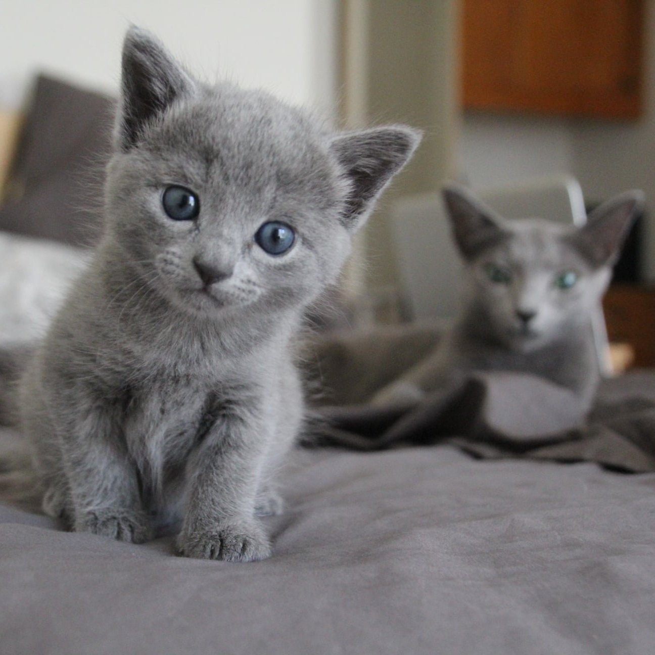 russian blue kitten images