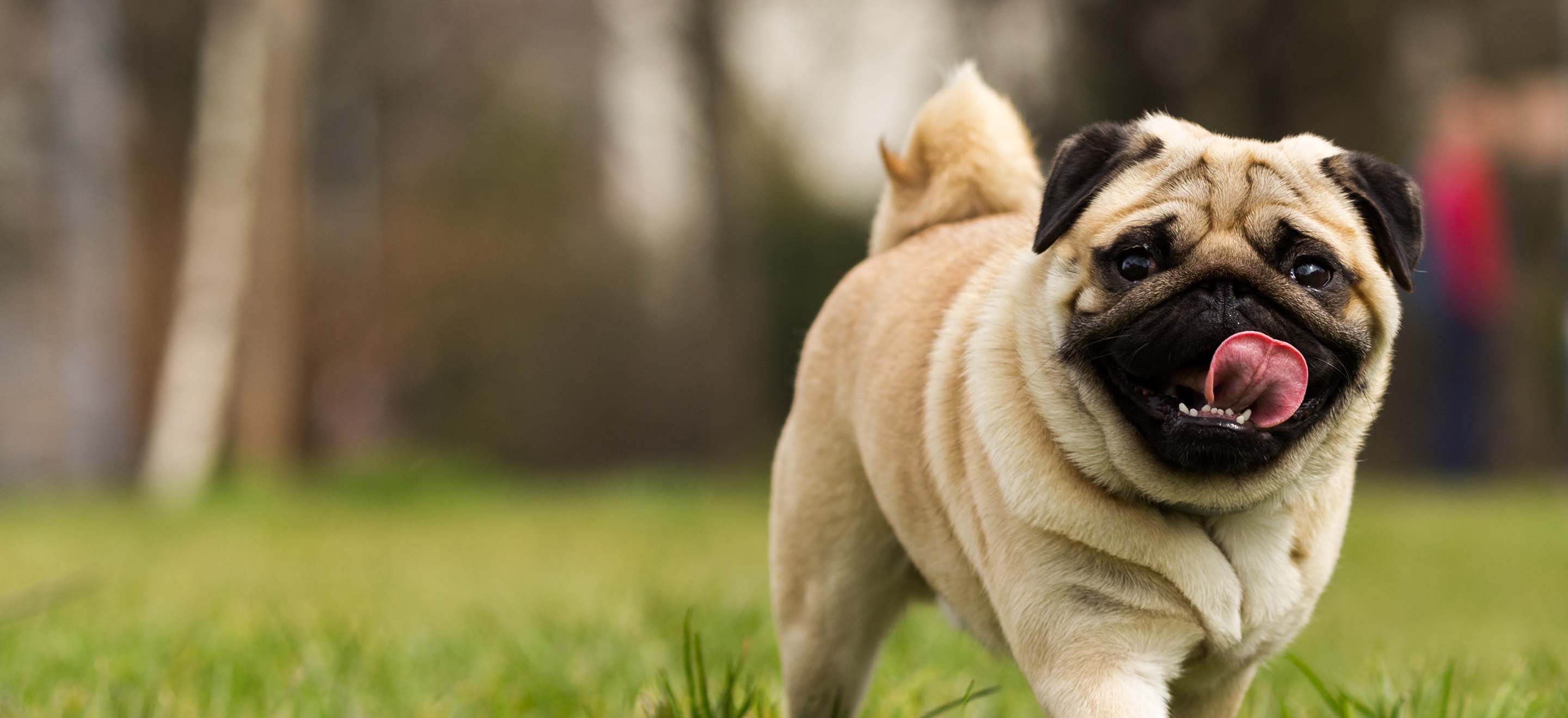 pug dog breed for sale