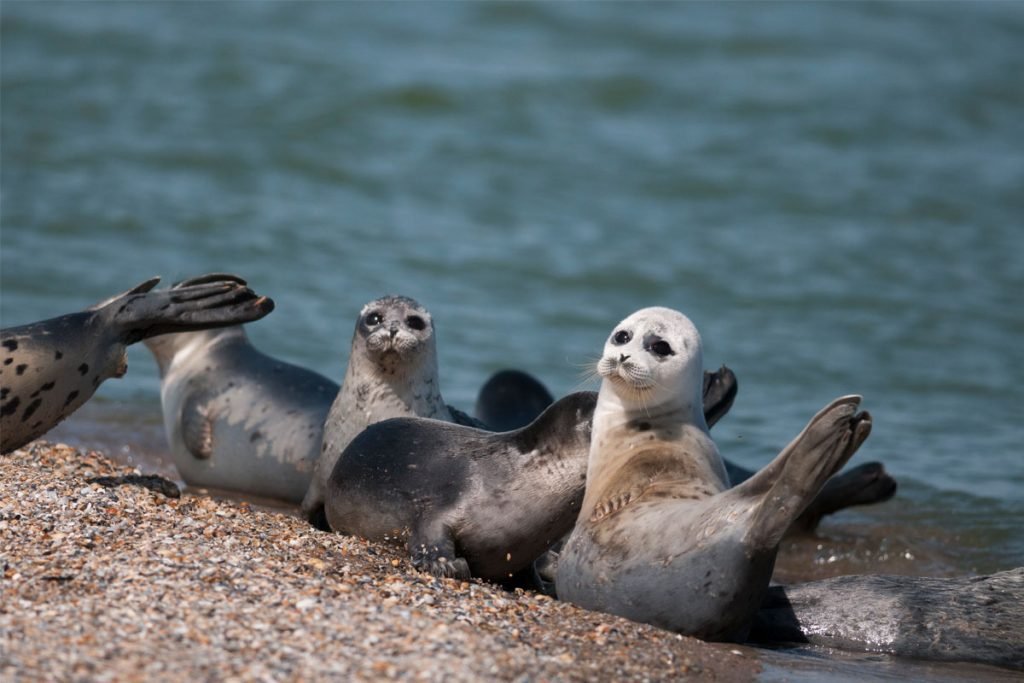 banana pose seals