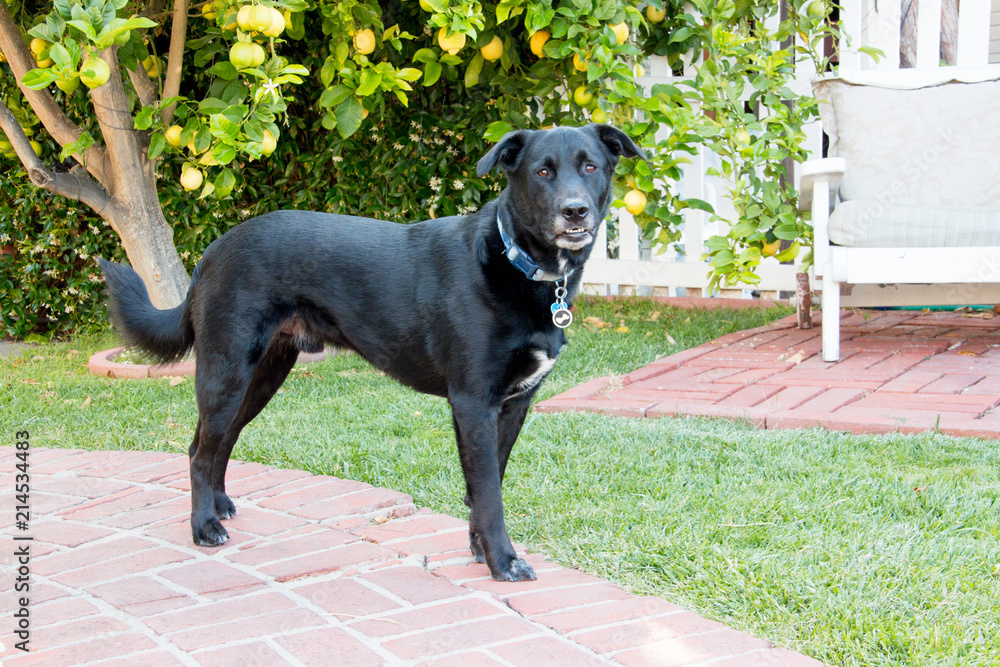 labrador shepherd mix