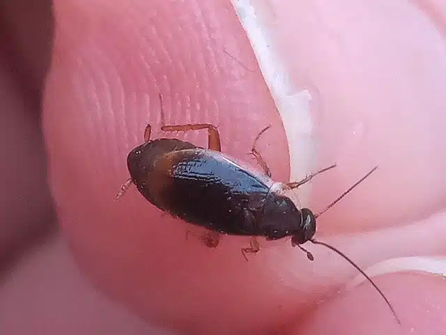 can cockroaches live in your penis