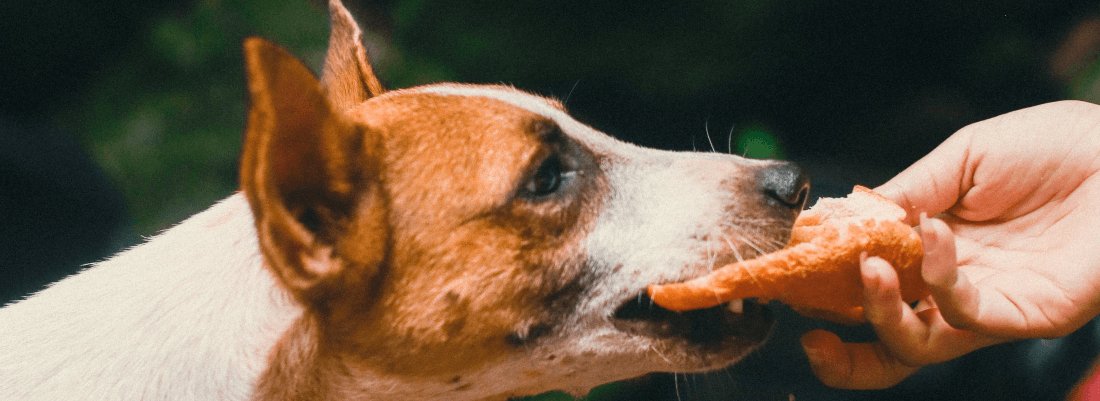 can dogs eat shrimp crackers