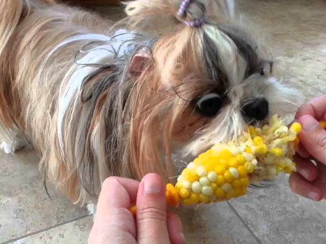 can shih tzu eat corn