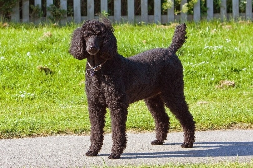 caniche dog price