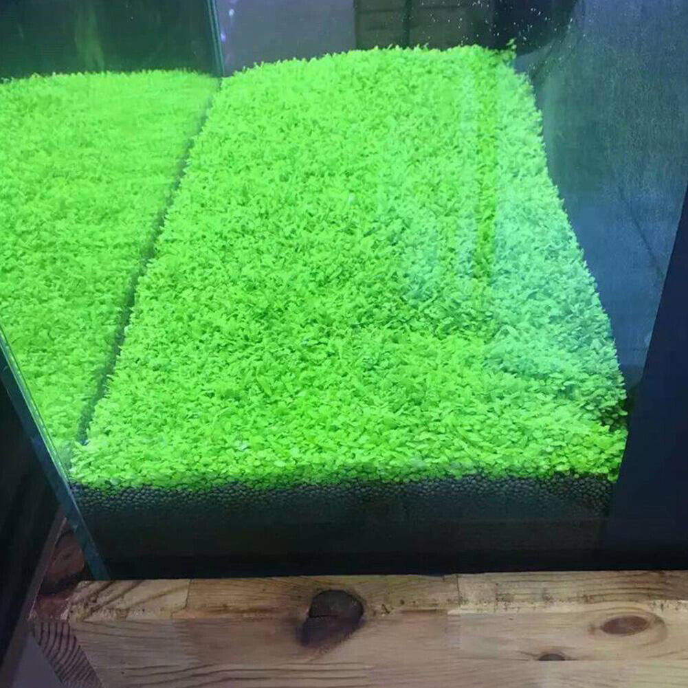 carpet grass aquarium