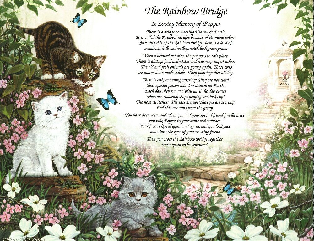 cat poem rainbow bridge